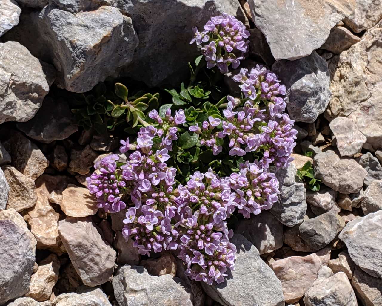 Noccaea rotundifolia (ex Thlaspi rotundifolium)